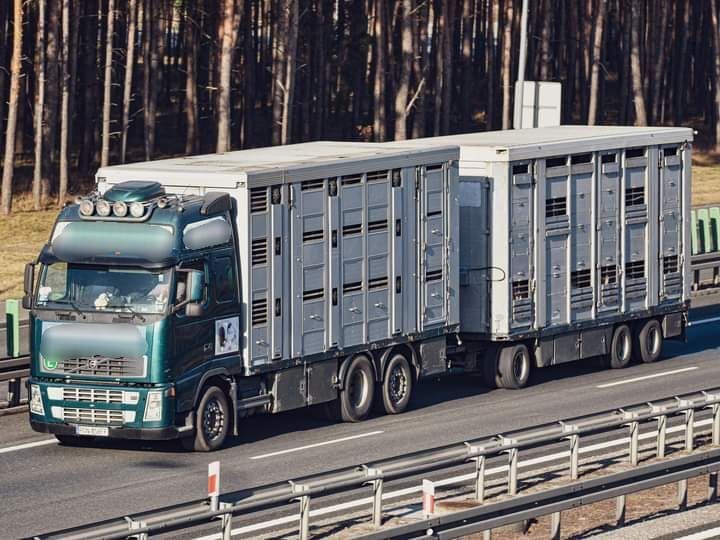 Volvo FH 12  kamion za prijevoz stoke + prikolica za prijevoz stoke